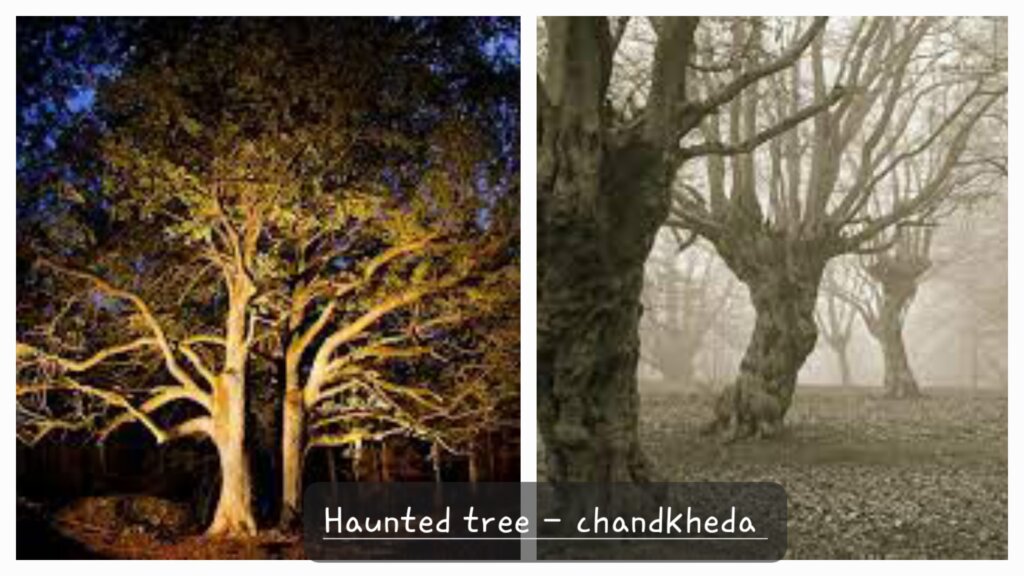Haunted Tree Chandkheda